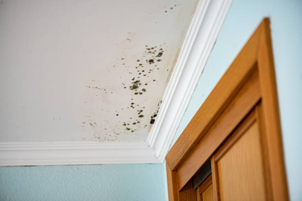 Best Same-Day Mold Removal  in Scottsville, KY